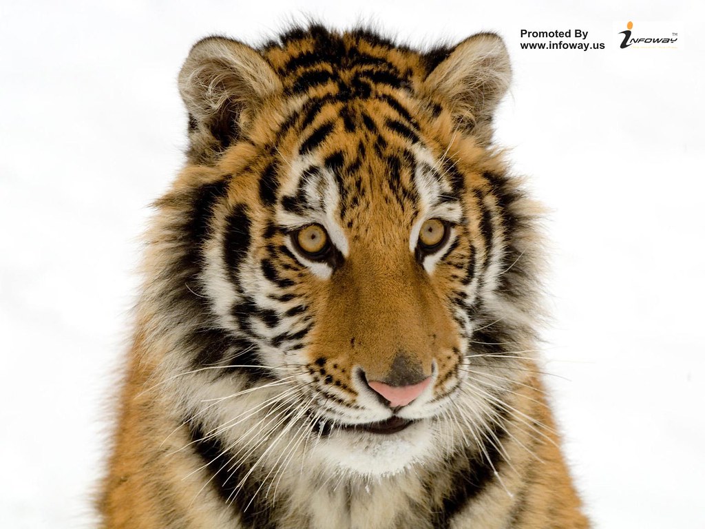 Sumatran Tiger With White Background - HD Wallpaper 