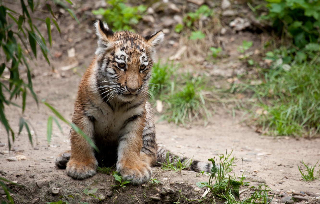 Photo Wallpaper Cat, Tiger, Cub, Tiger - Tiger - HD Wallpaper 