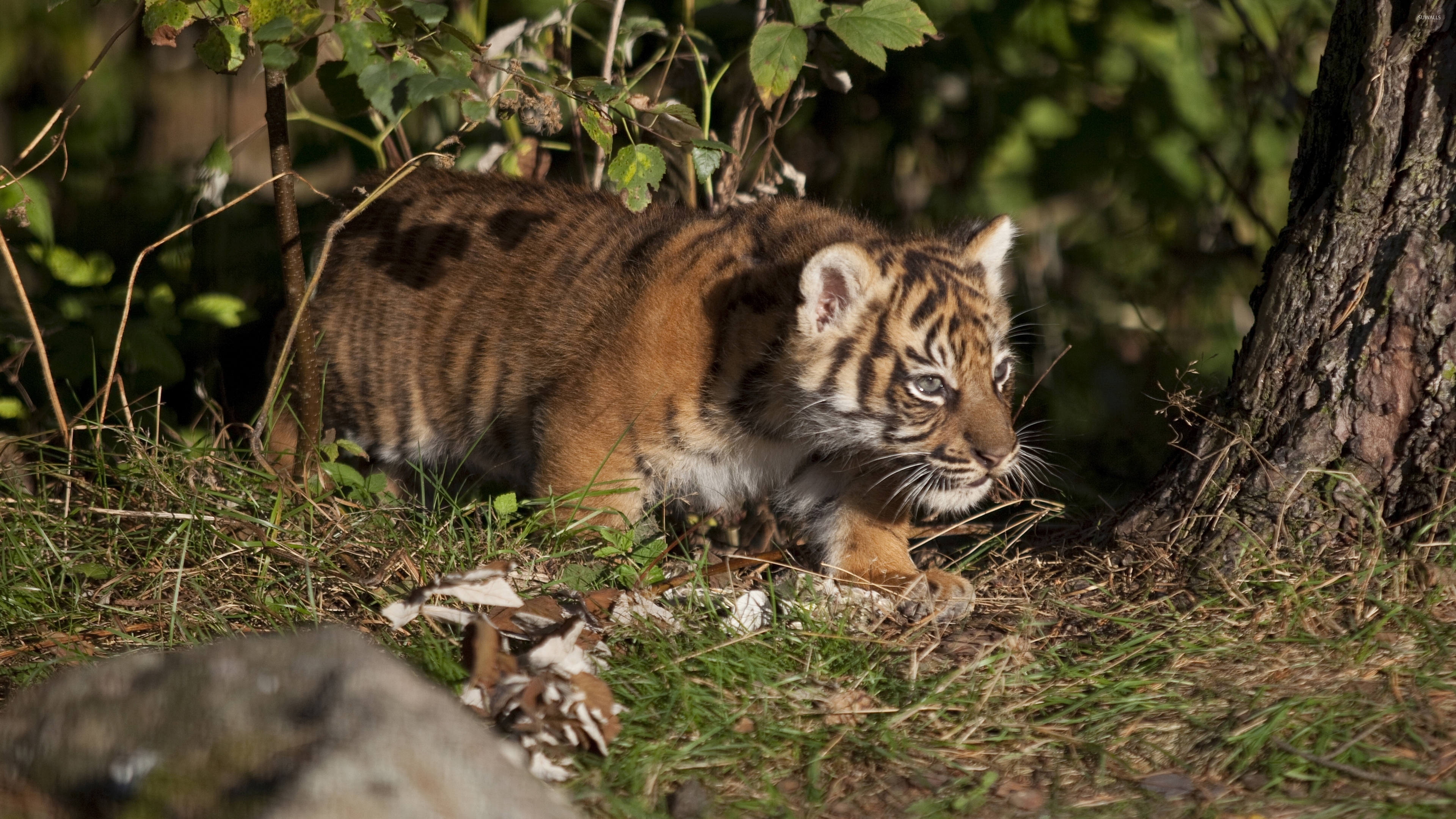 Wallpaper - HD Wallpaper 