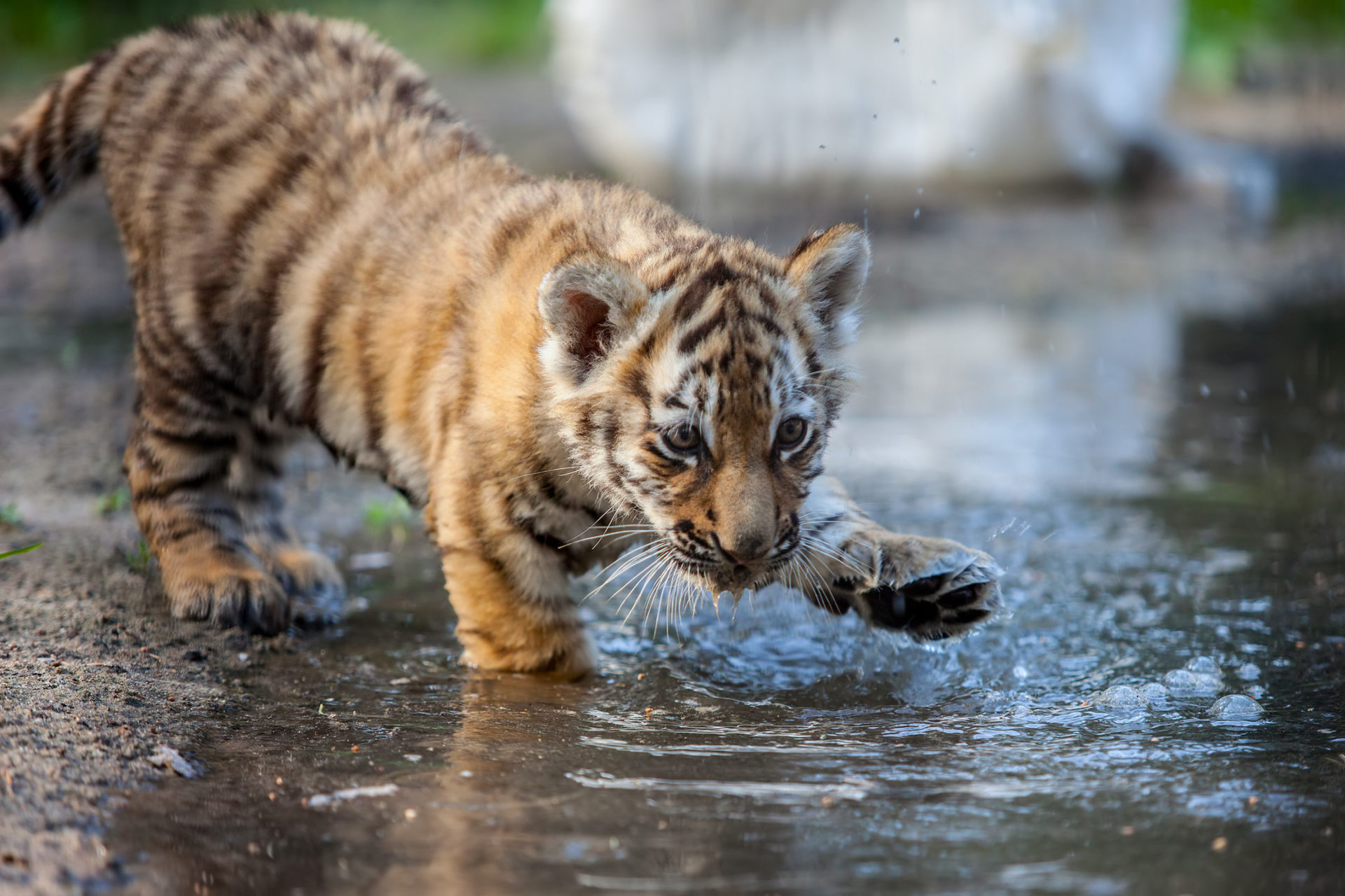 Cute Baby Tiger Cubs - HD Wallpaper 