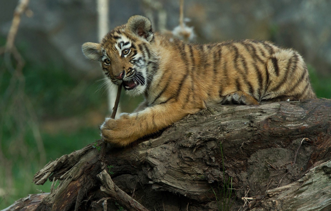 Photo Wallpaper Nature, Animal, Predator, Snag, Cub, - Siberian Tiger - HD Wallpaper 
