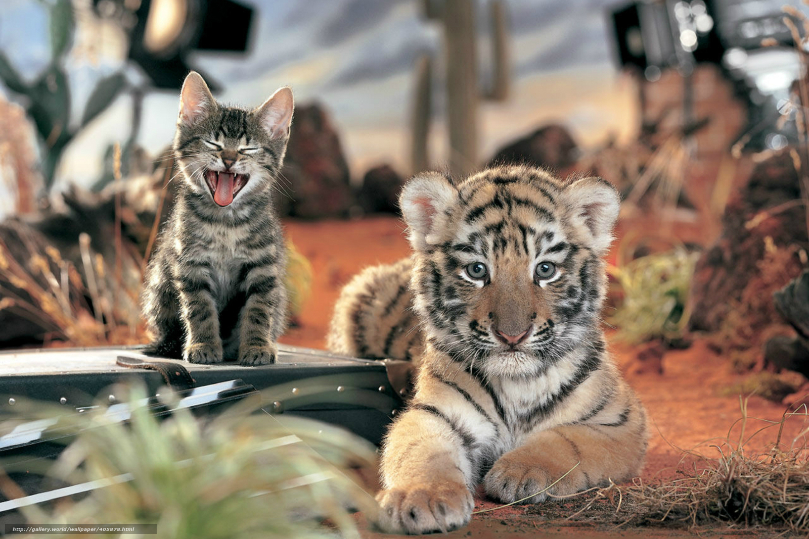 Download Wallpaper Kitten, Tiger Cub, Whales Free Desktop - Tiger Cub And Kitten - HD Wallpaper 