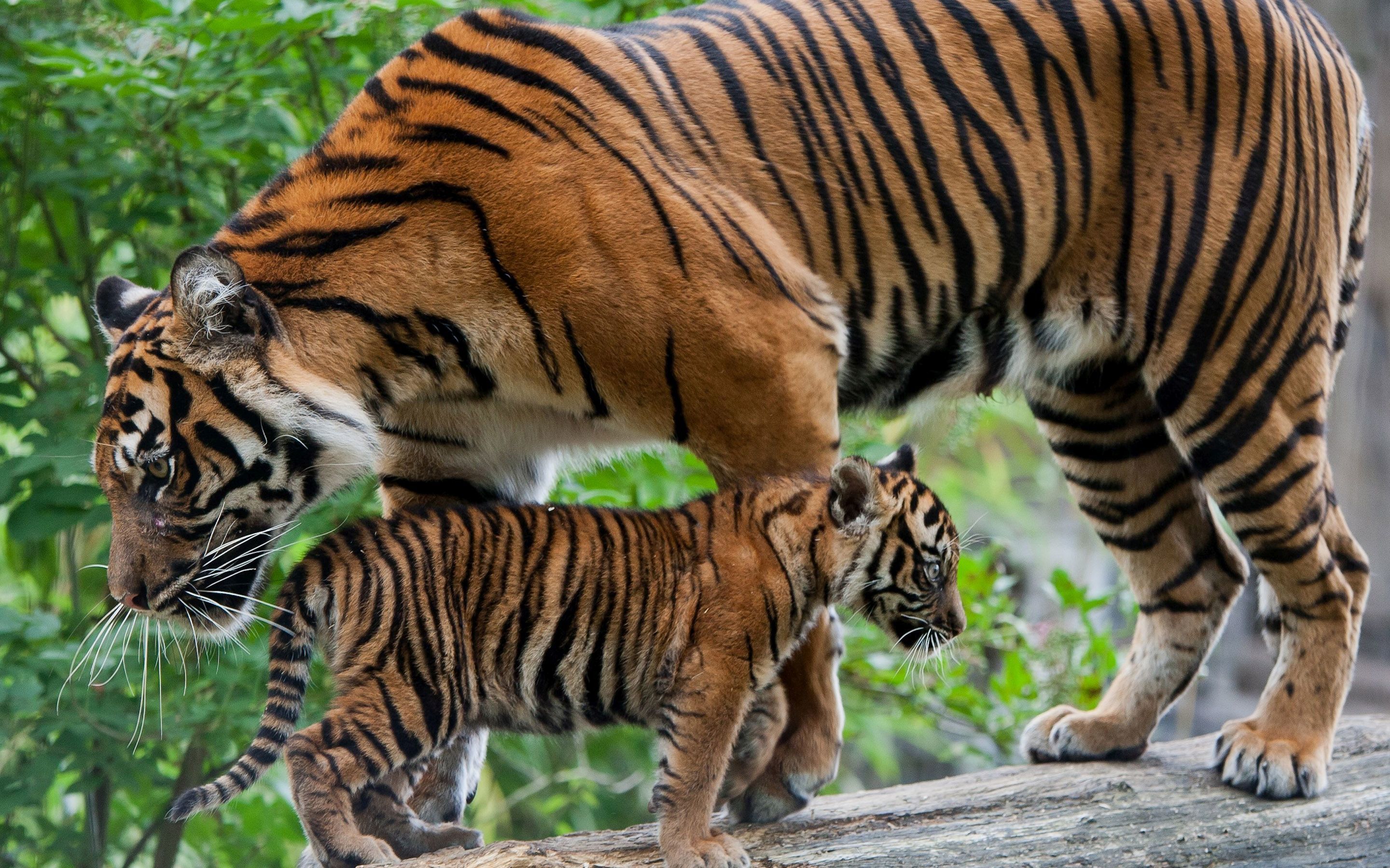 Wallpaper - HD Wallpaper 