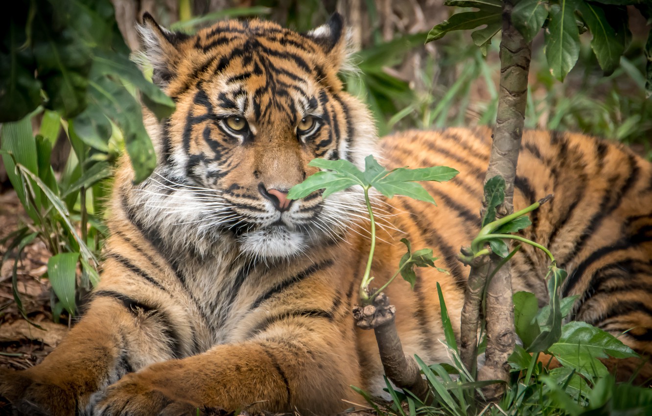 Photo Wallpaper Tiger, Cub, Sumatran Tiger, Big Cat - Siberian Tiger - HD Wallpaper 