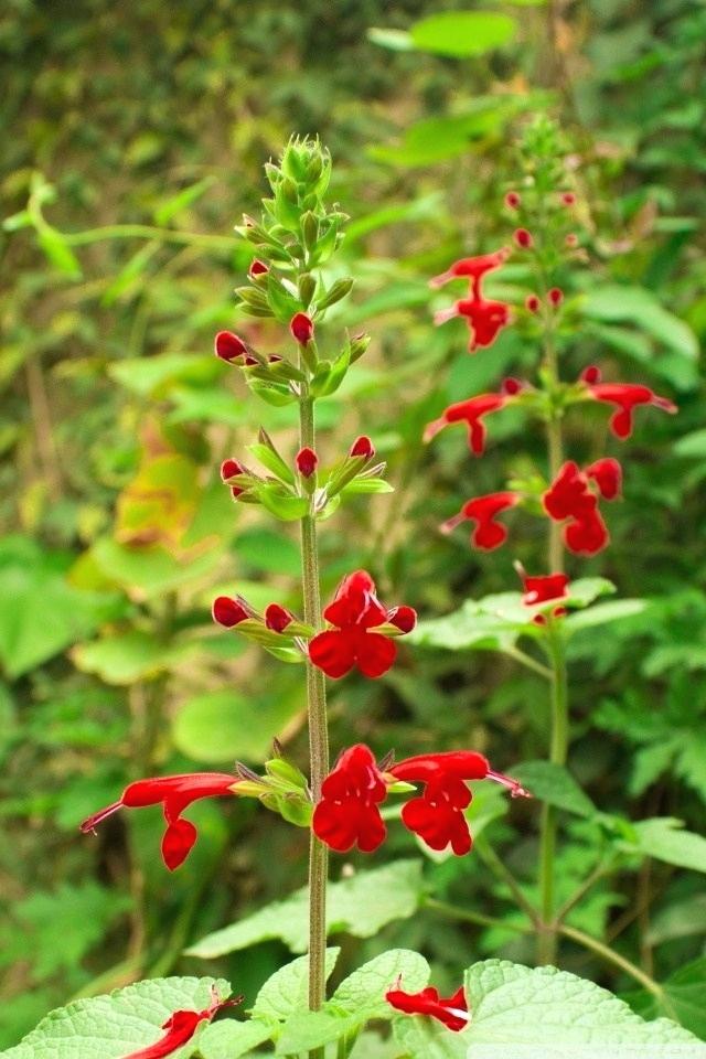 Wallpaper Nature Flowers Hd Mobile Beautiful Nature - Flower Nature Wallpaper Hd For Mobile - 640x960 Wallpaper Wallpaper Nature Flowers Hd Mobile Beautiful Nature - Flower Nature Wallpaper Hd For Mobile - 640x960 Wallpaper