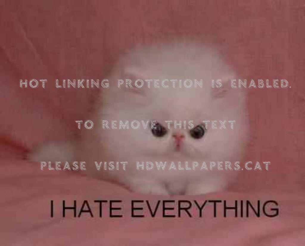 The New Grumpy Cat Hate Pink Everything - Hate Everything Cat - HD Wallpaper 