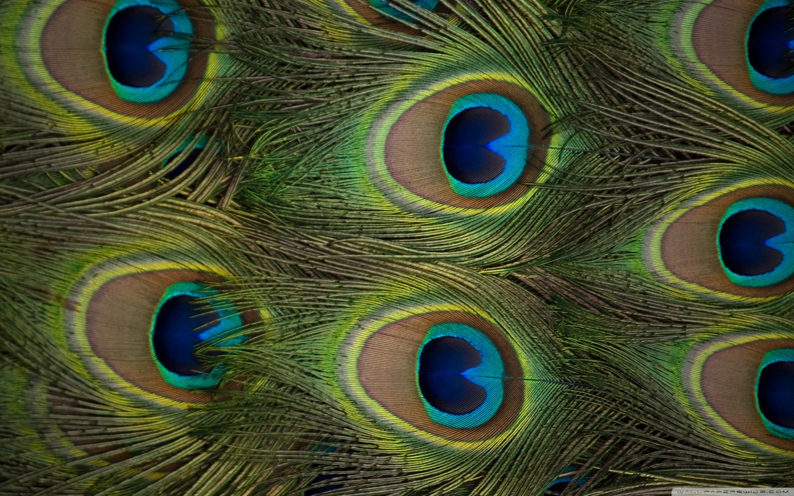 High Definition Peacock Feather - HD Wallpaper 