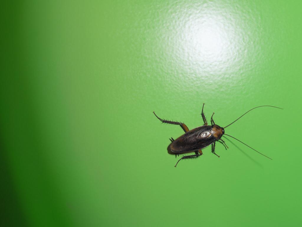 Cockroach Background - HD Wallpaper 