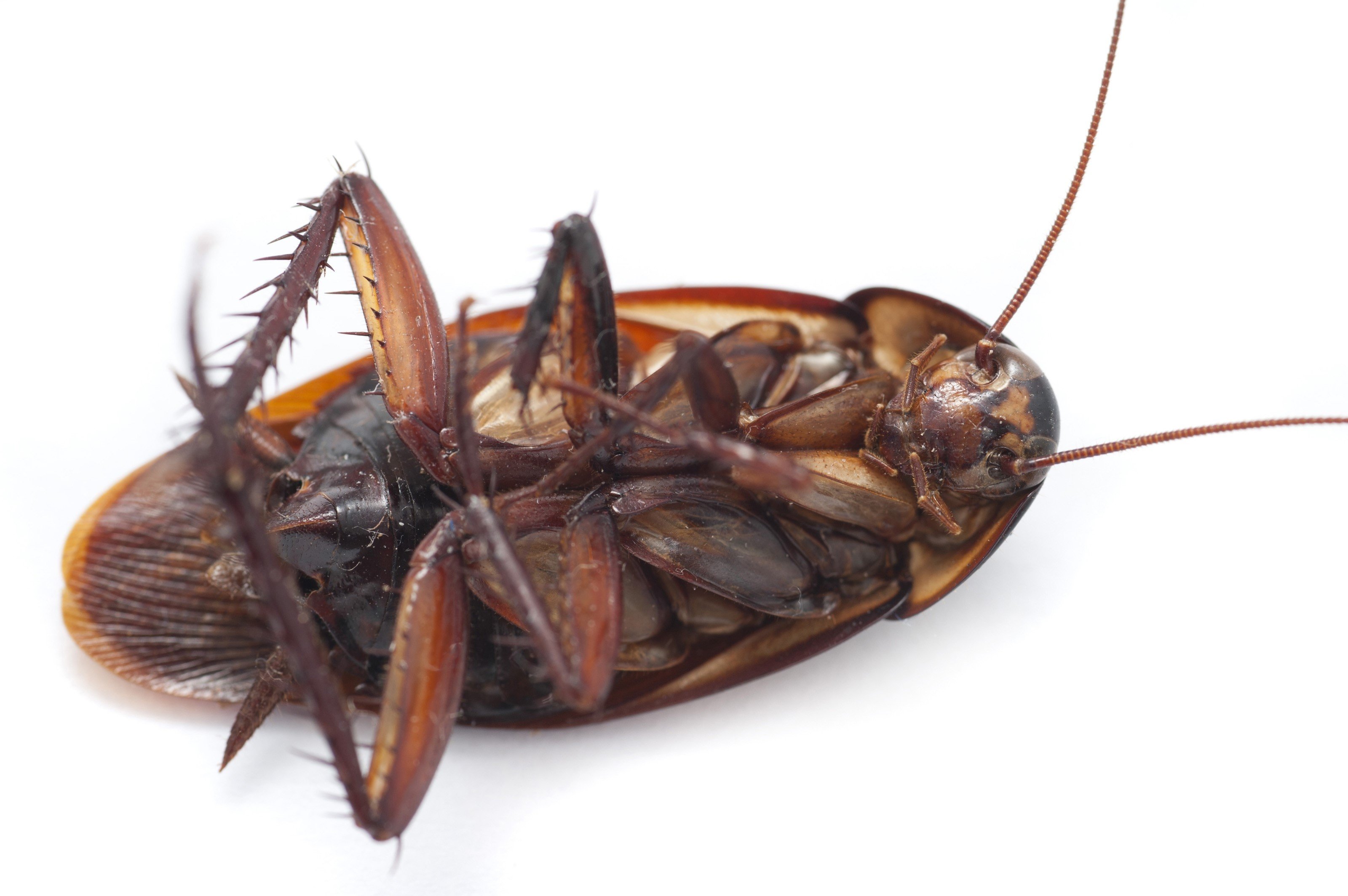 Cockroach - HD Wallpaper 