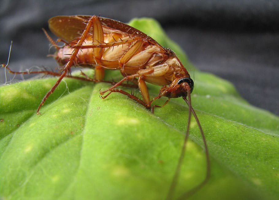 Brown Cockroach On Green Leaf Plant, Insect, Bug, Pest, - Hoe Ziet Een Kakkerlak Eruit - HD Wallpaper 