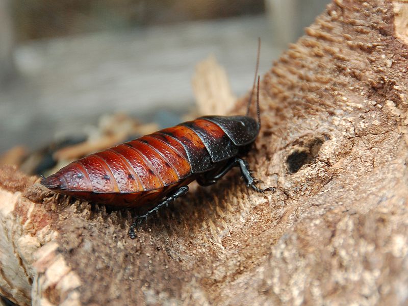 Female Madagascar Hissing Cockroach - Madagascar Hissing Cockroach - HD Wallpaper 