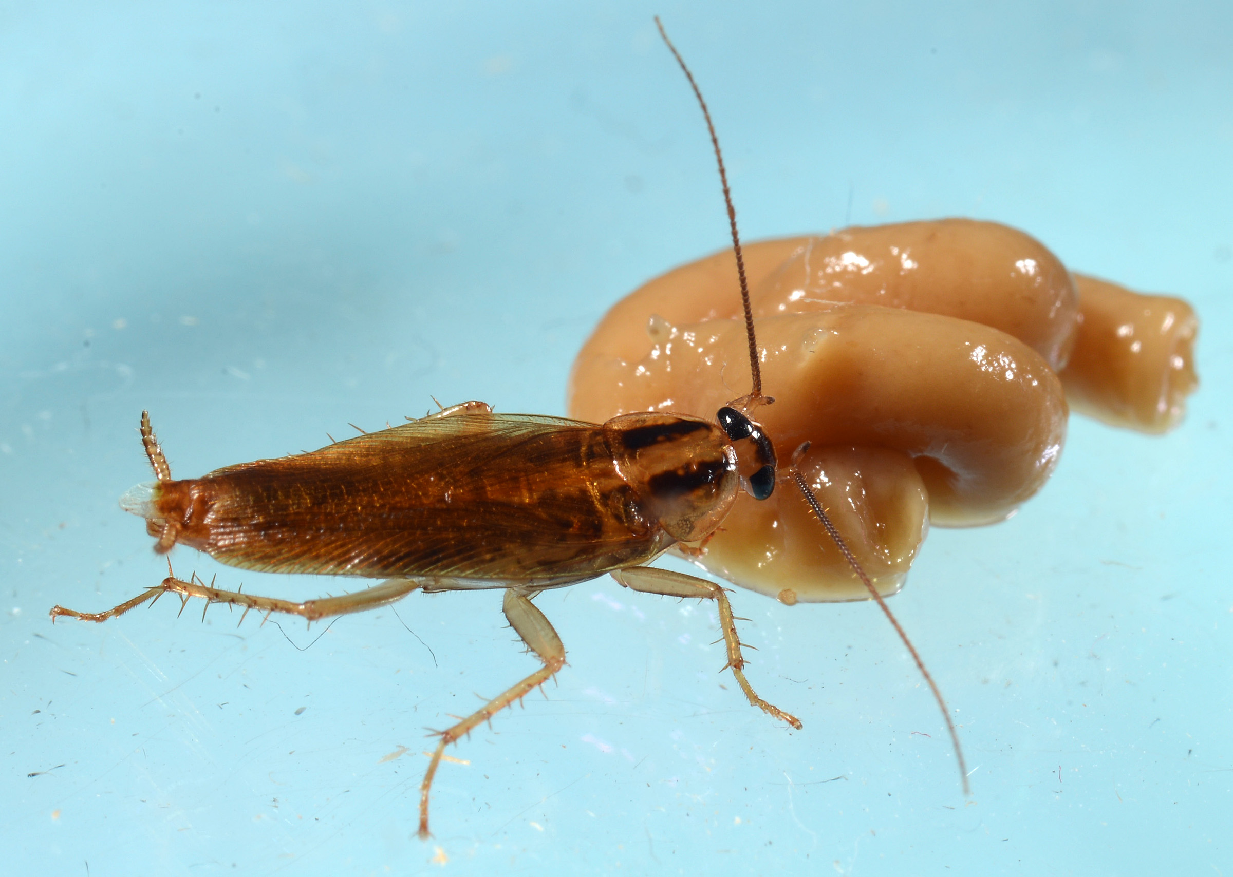 Cockroach There Cockroaches In The Uk 2400x1708 Wallpaper teahub.io