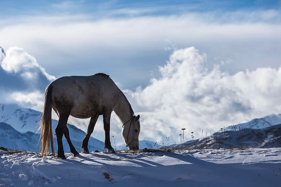 Horse In Winter Snow And Ice, Nature, Animal, Animals, - Azerbaijan Winter - HD Wallpaper 