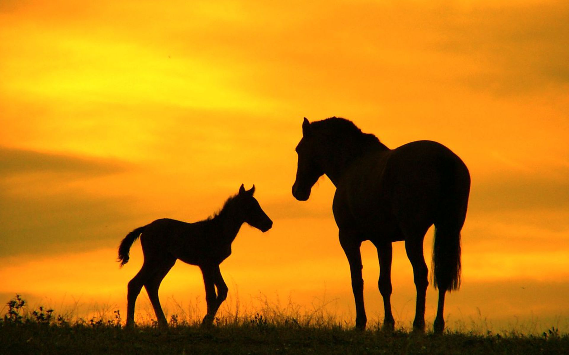 Beautiful Wallpaper Cute Horses - HD Wallpaper 