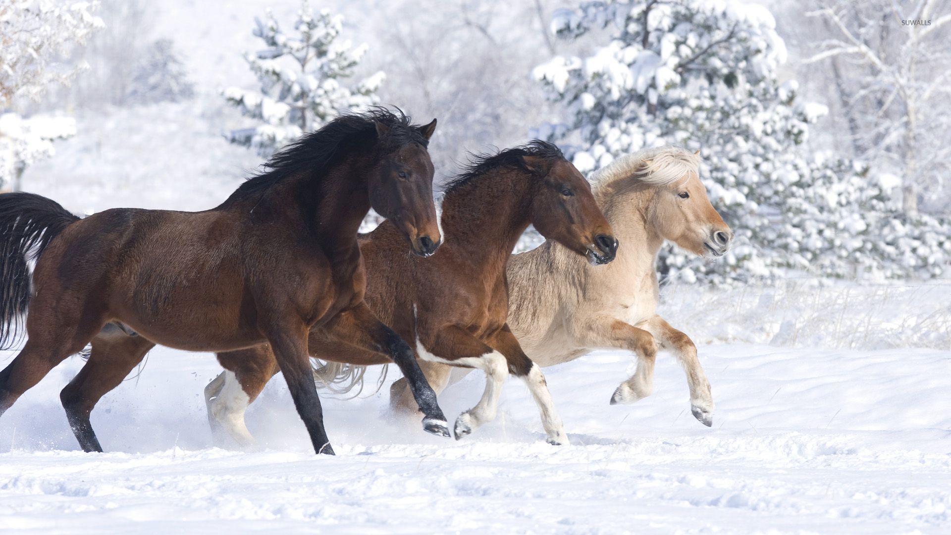 Winter Scenery With Horses - HD Wallpaper 