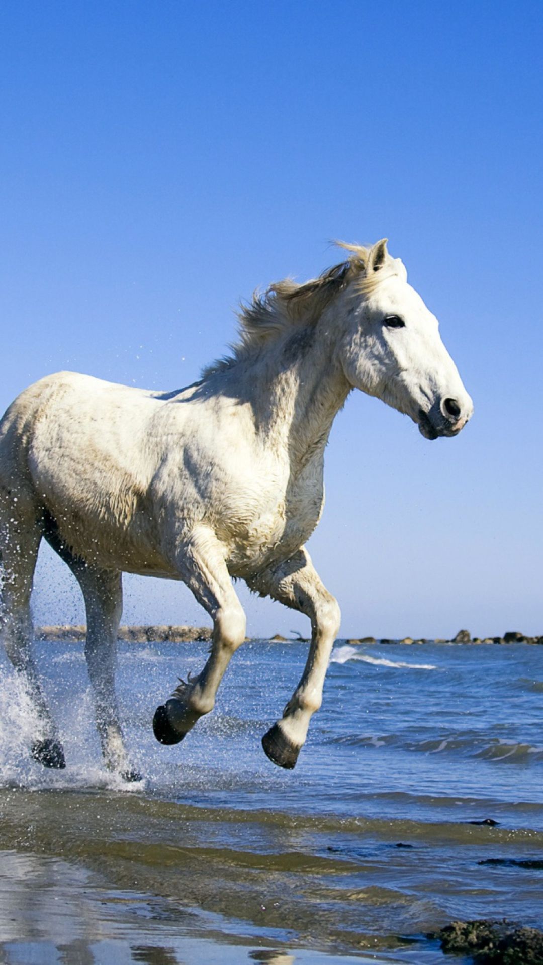 Horse Hd Wallpaper Mobile - HD Wallpaper 