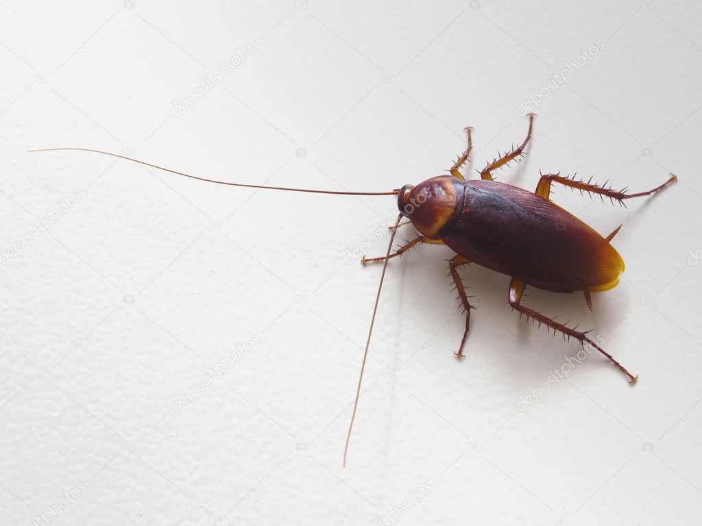 Cucarachas En La Pared - HD Wallpaper 