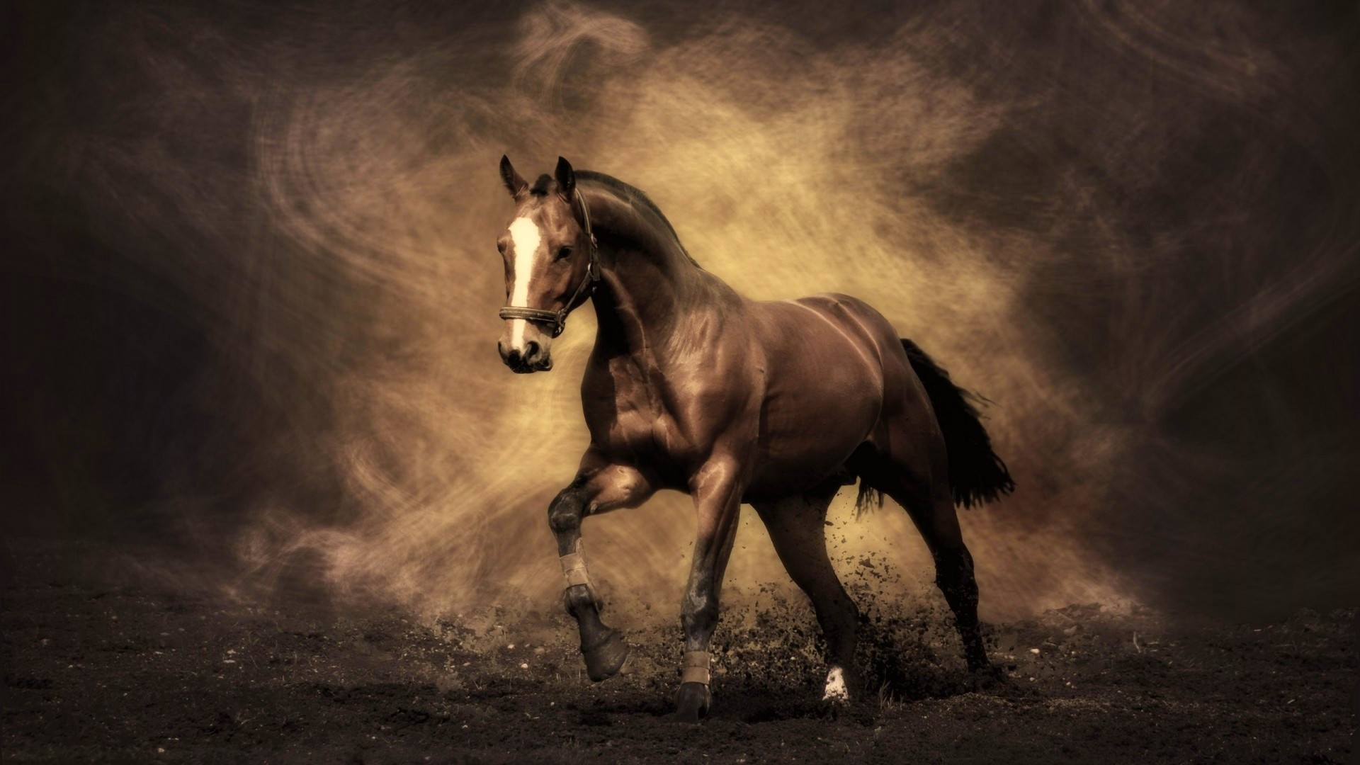 Beautiful Horse - HD Wallpaper 