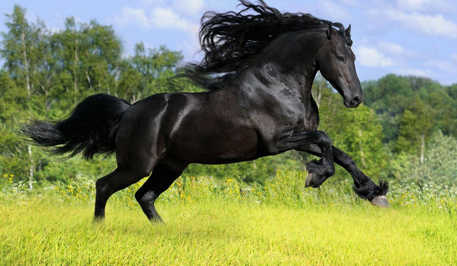 Horse Pictures Wallpaper - HD Wallpaper 