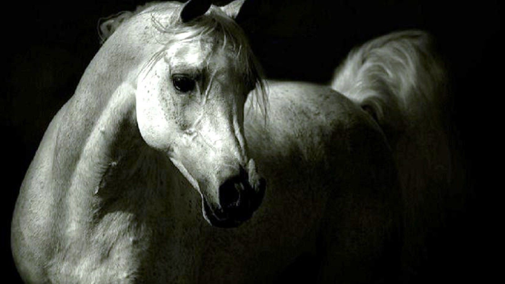 1920x1080, White Arabian Horse Photo White Arabian - Arabian Horse Wallpaper Hd - HD Wallpaper 