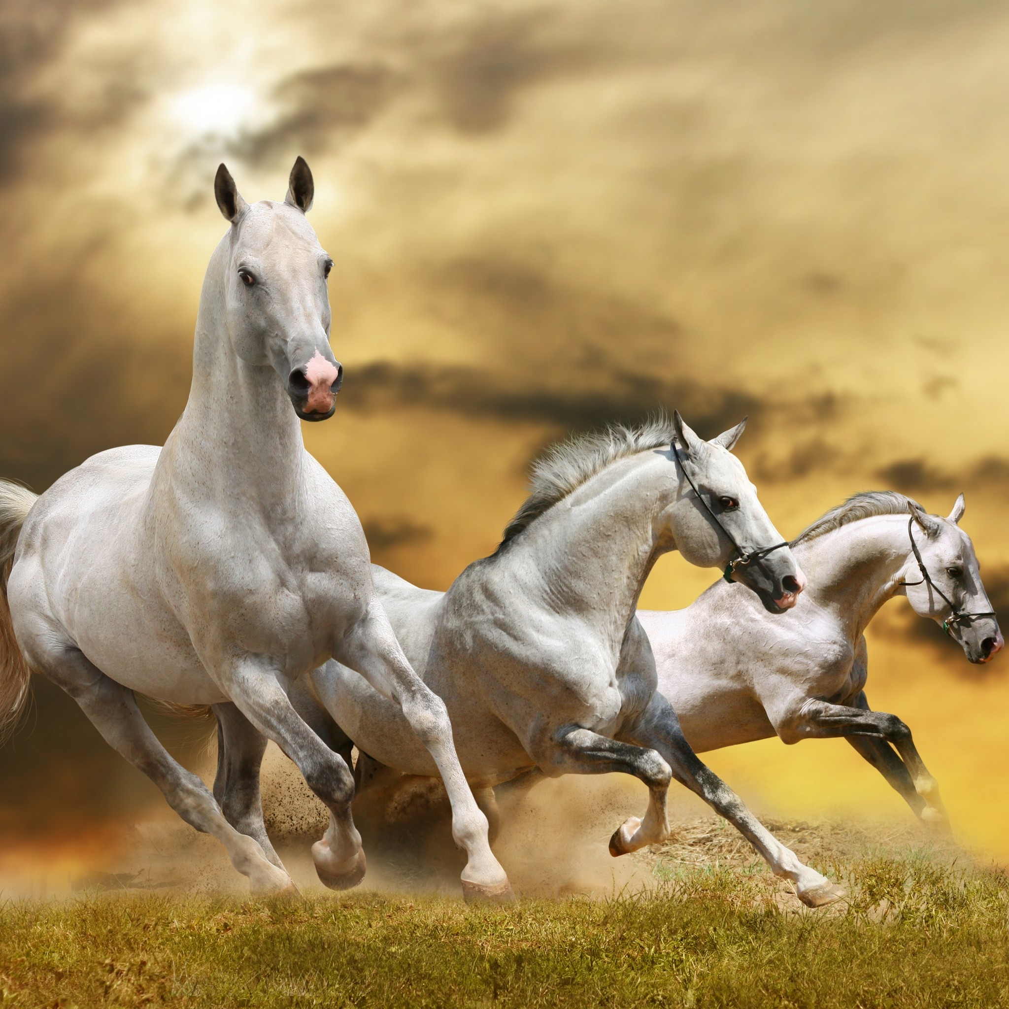 Horse - HD Wallpaper 