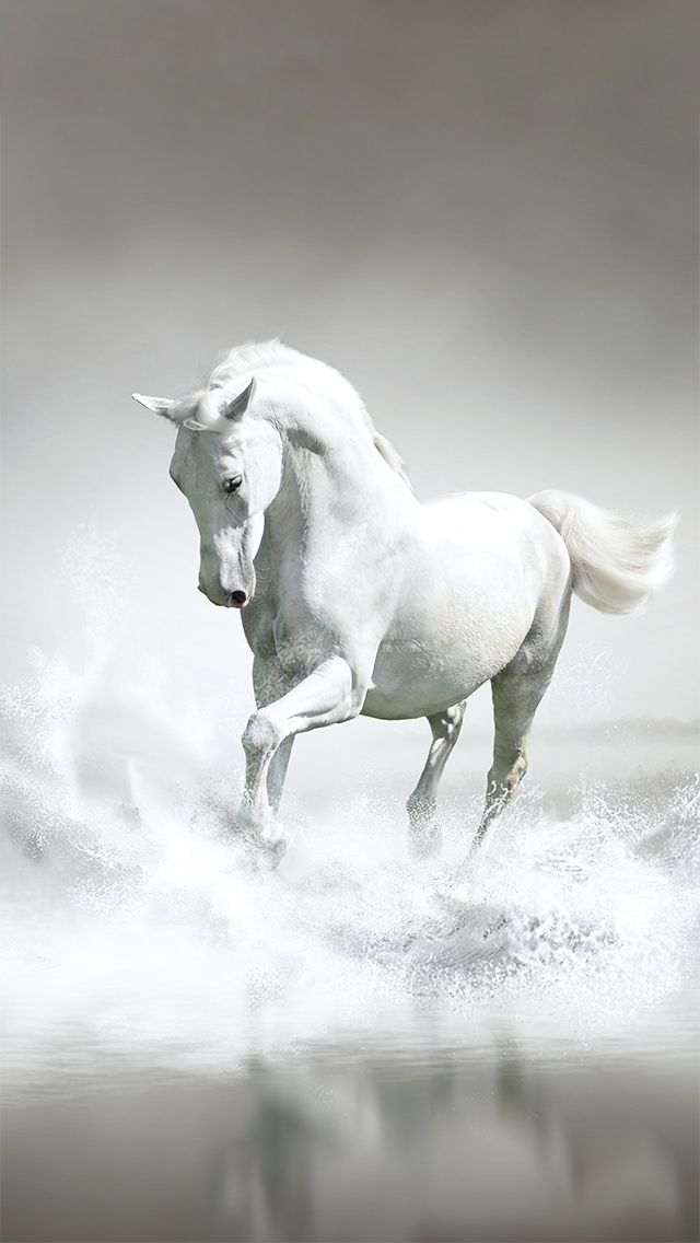 Isa Horse White - HD Wallpaper 