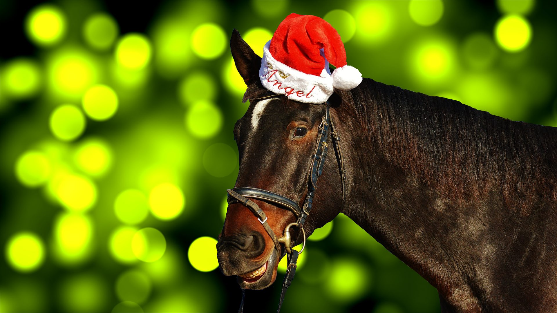 Cute Christmas Horse Wallpaper With Santa Cap Free - Horse With Santa Hat - HD Wallpaper 