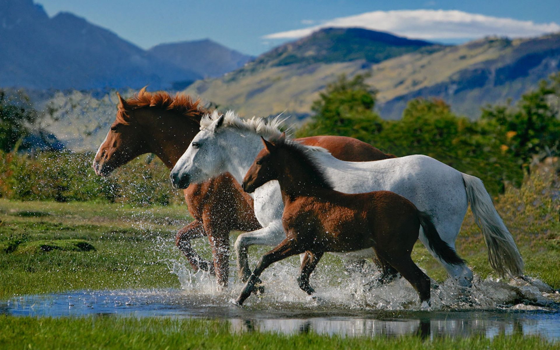 Horses Wallpapers Widescreen - HD Wallpaper 