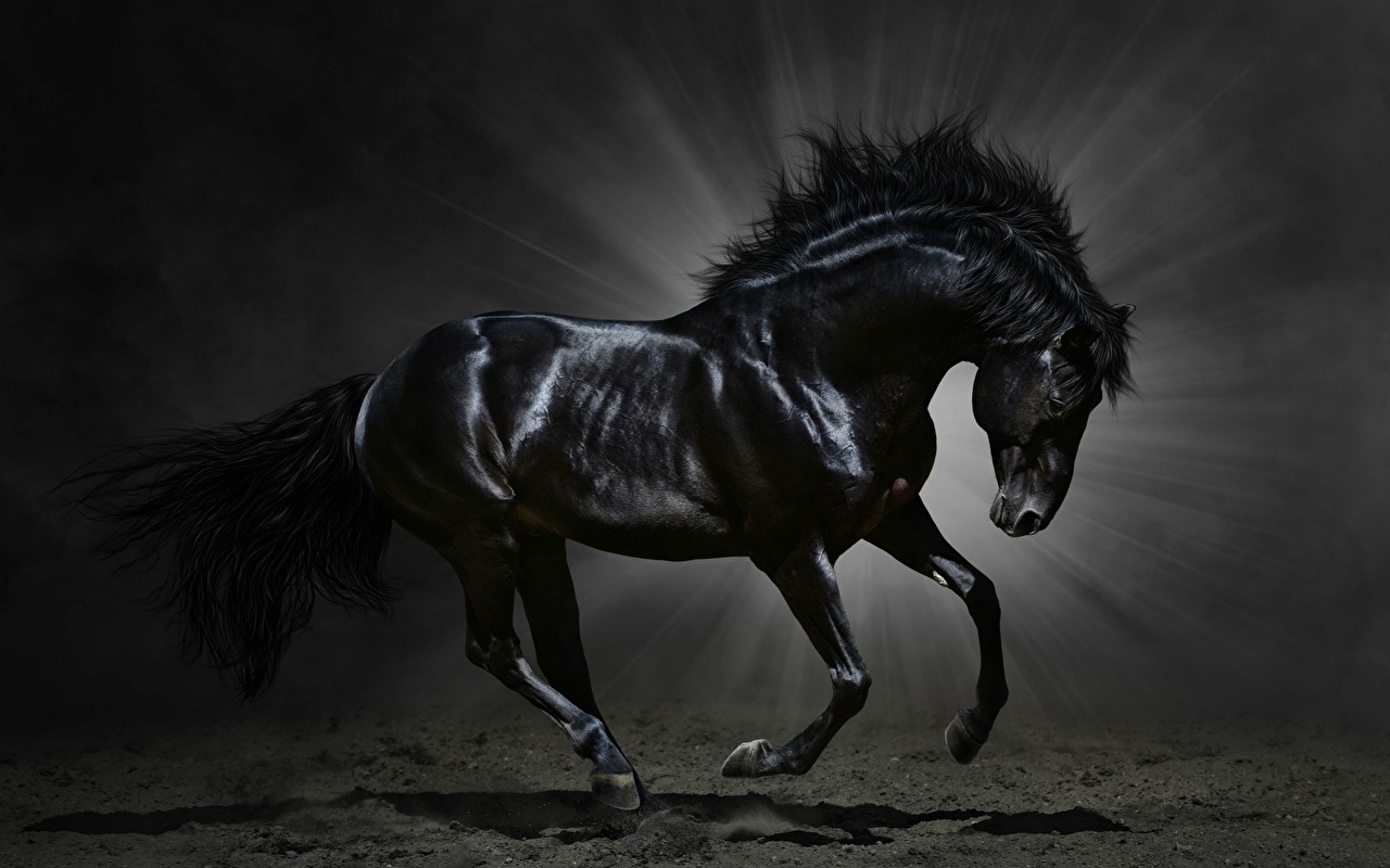 Black Horse With Black Background - HD Wallpaper 