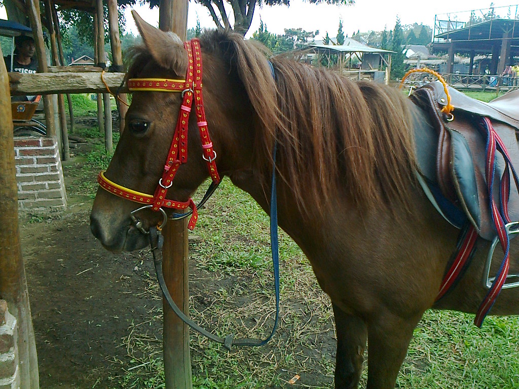 Sorrel - HD Wallpaper 