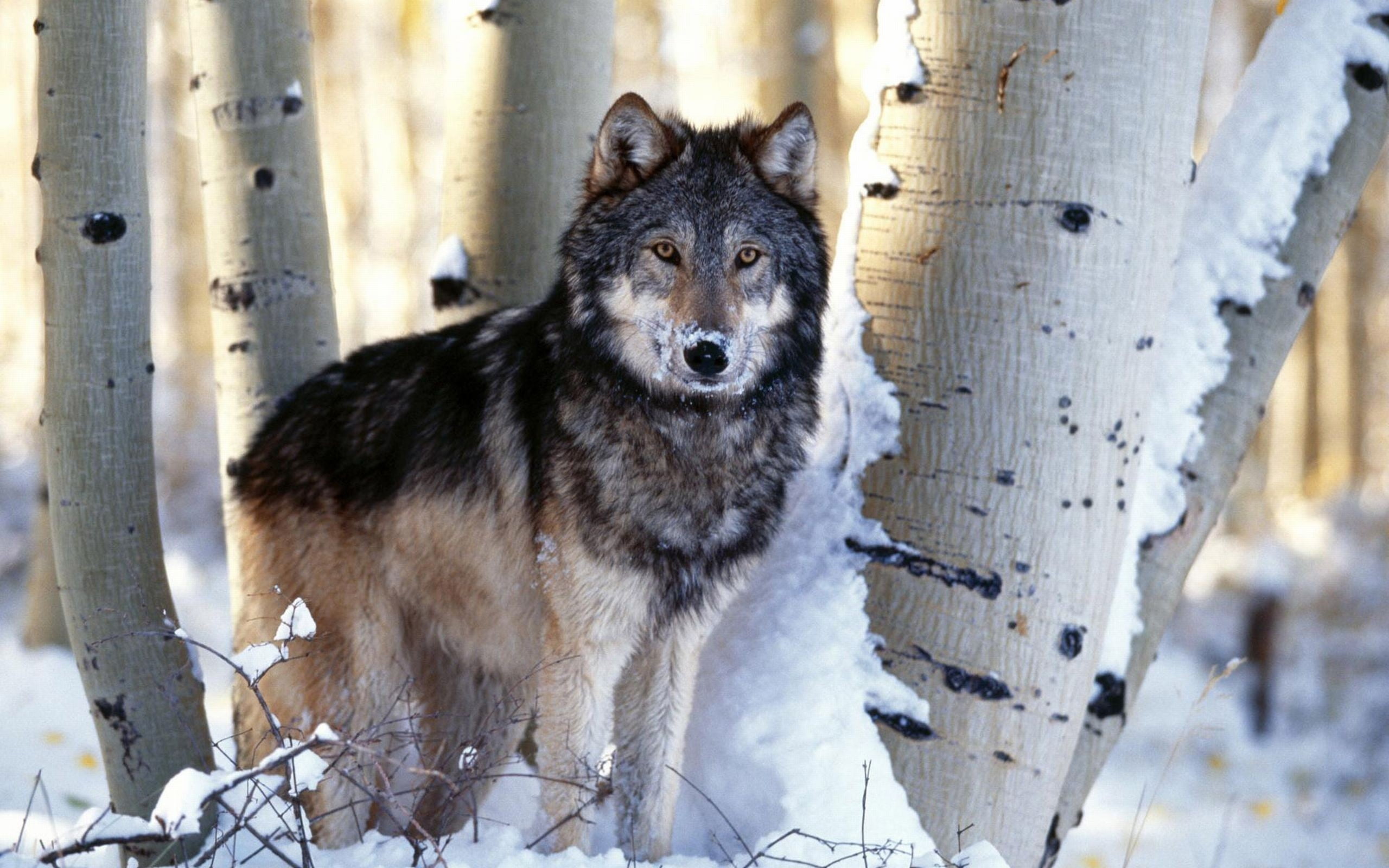Timber Wolf Hd Wallpapers - Timber Wolf Background - HD Wallpaper 