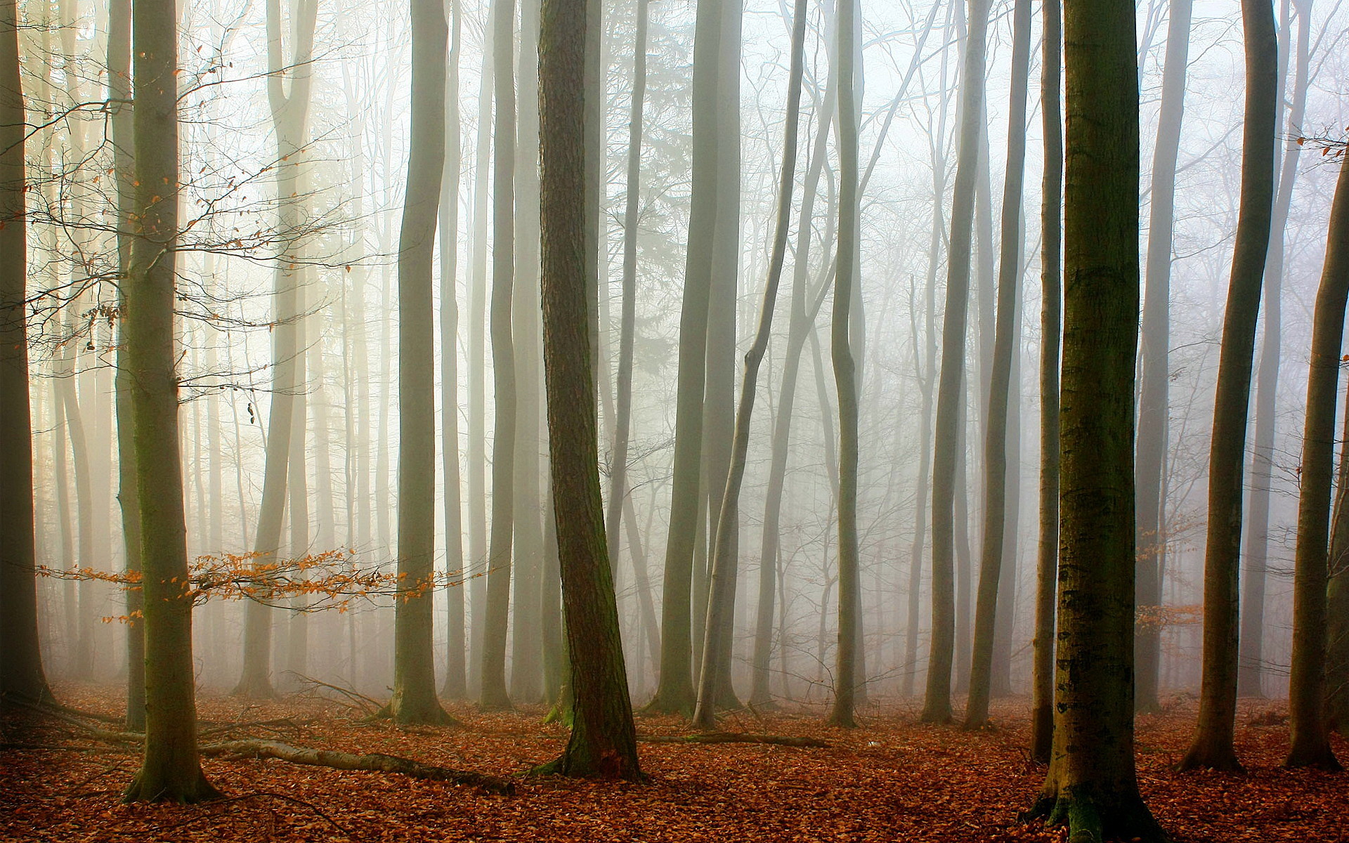 Grove - HD Wallpaper 