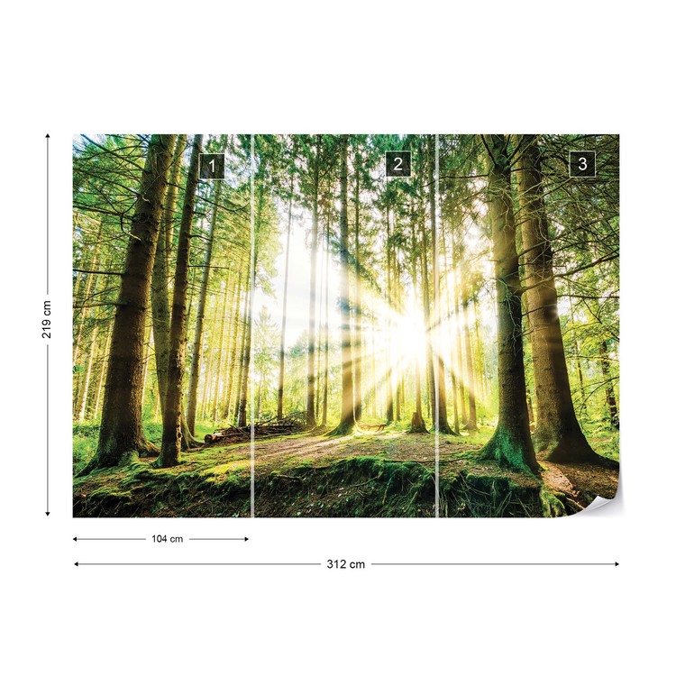 Sunrise Through The Forest Trees Wallpaper Mural - Mural Trees - HD Wallpaper 