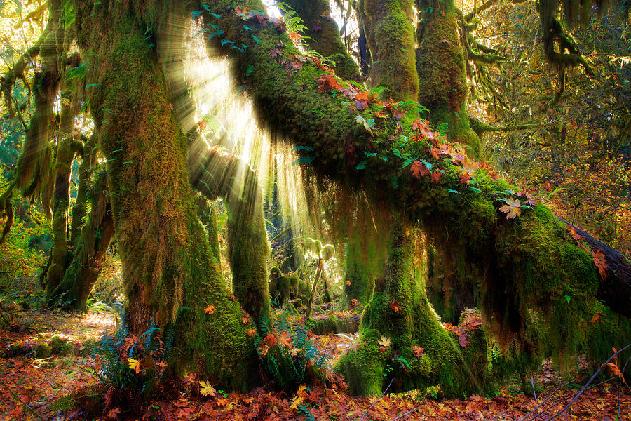 High Quality Enchanted Forest - Enchanted Garden Enchanted Forest Background - HD Wallpaper 