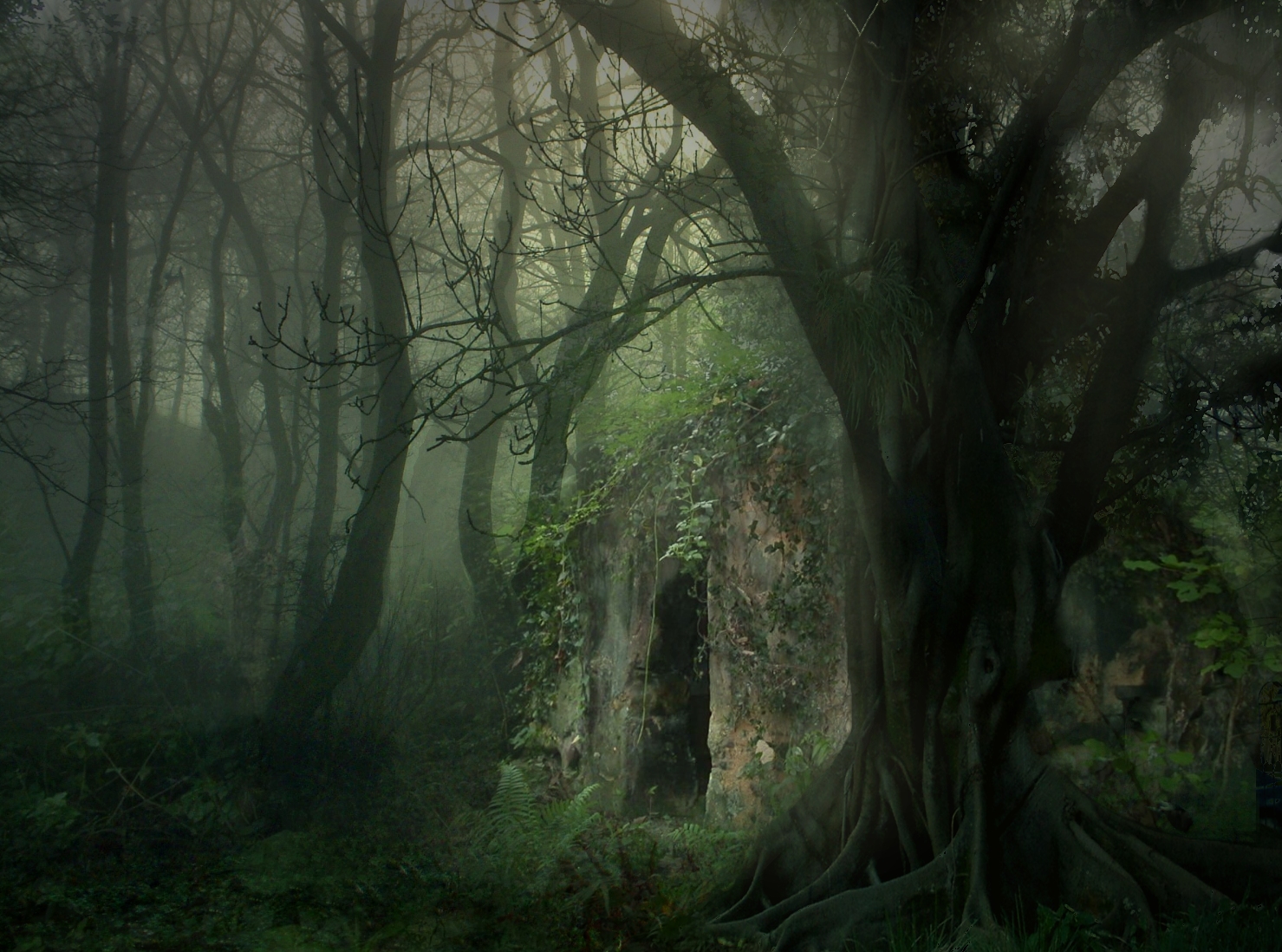 Dark Magic Forest - Magical Dark Fairy Forest - HD Wallpaper 
