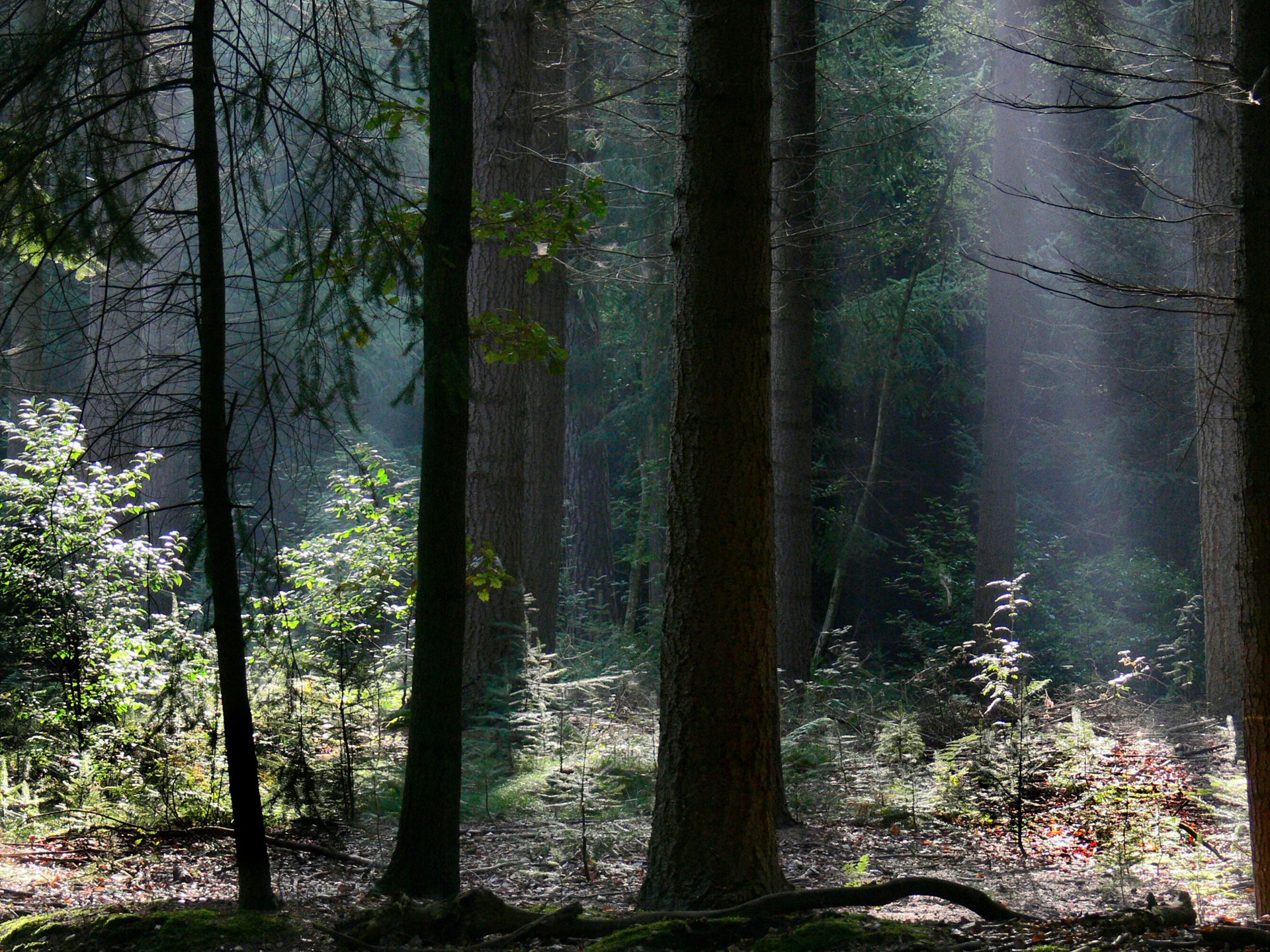 Facebook Cover Photos Hd Forest - HD Wallpaper 