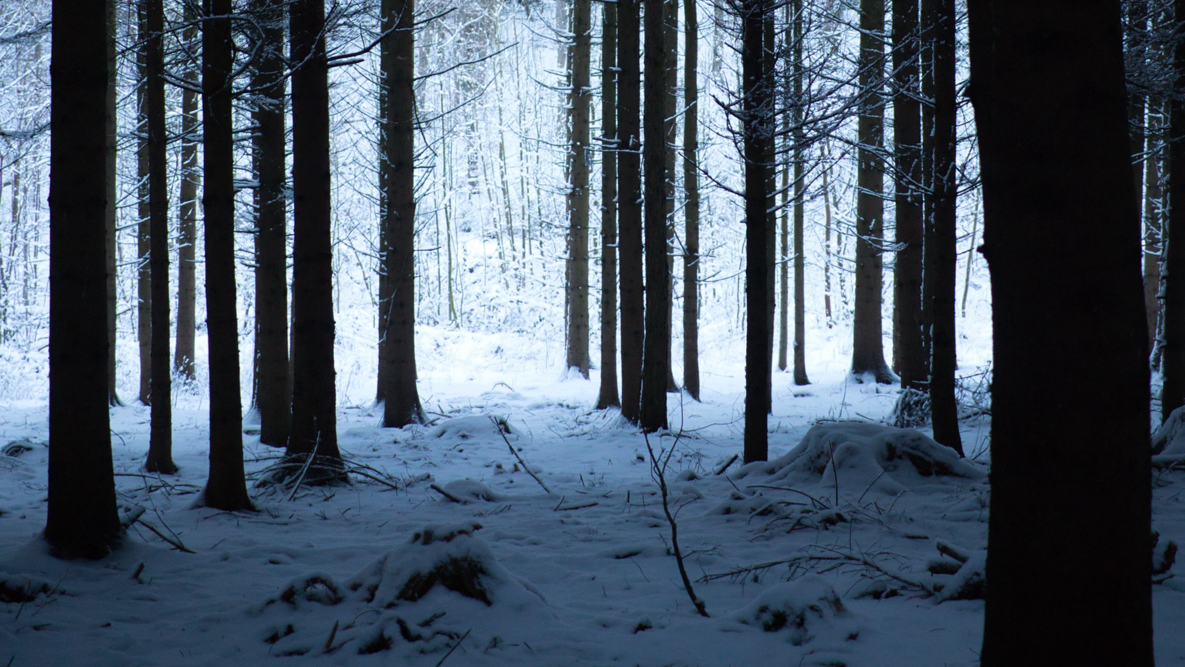 Snow Forest 4k Background - HD Wallpaper 