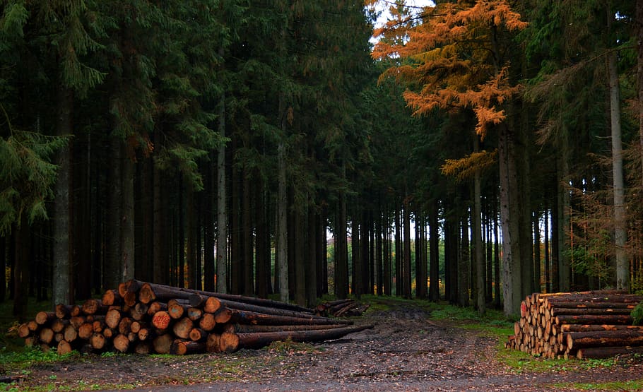 Forest, Tree Trunks, Autumn, Wood, Trees, Plant, Log, - Deforestation Images Hd Download - HD Wallpaper 