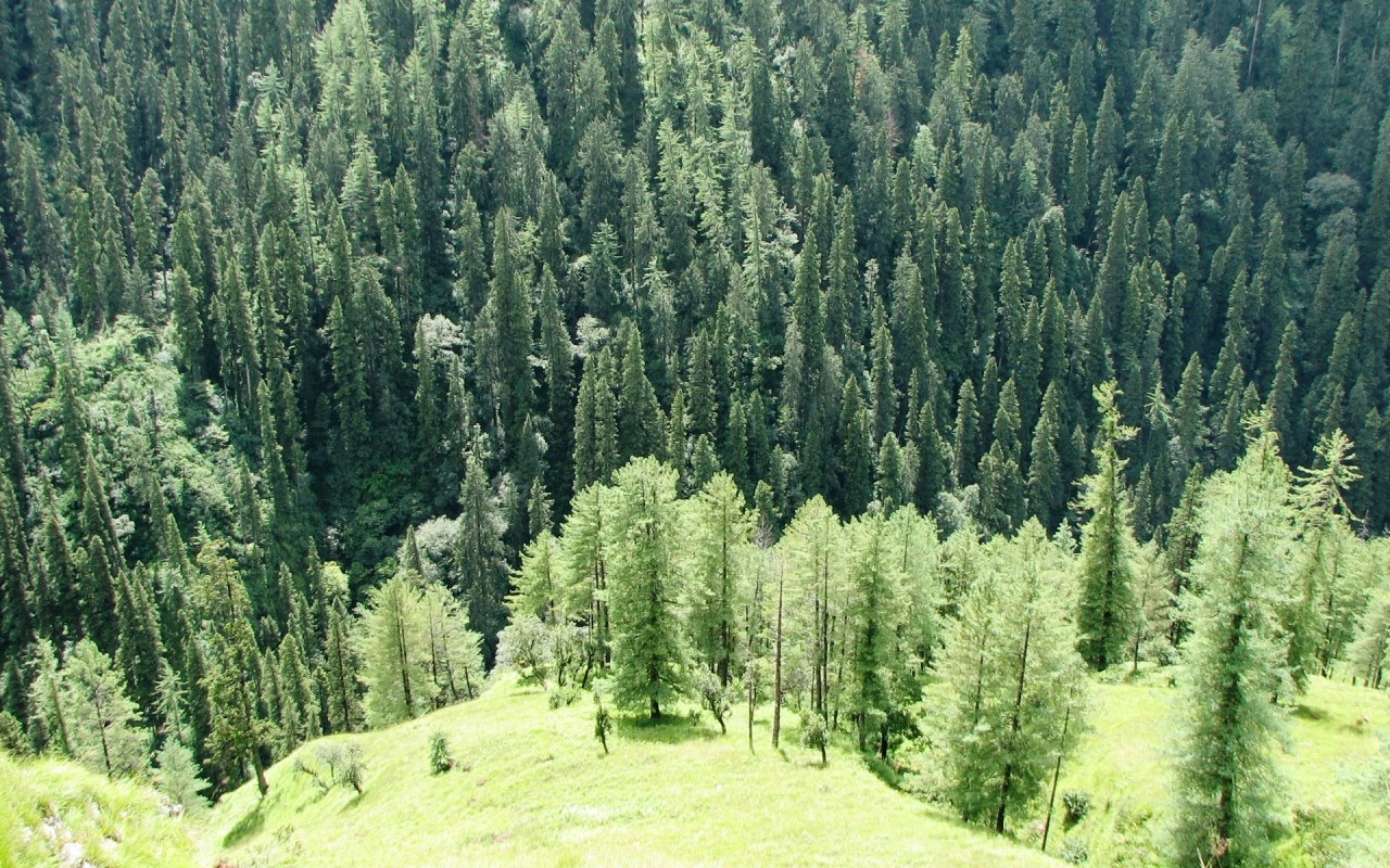 Forest Trees, Nature, Photography Wallpapers - Forest Trees - HD Wallpaper 