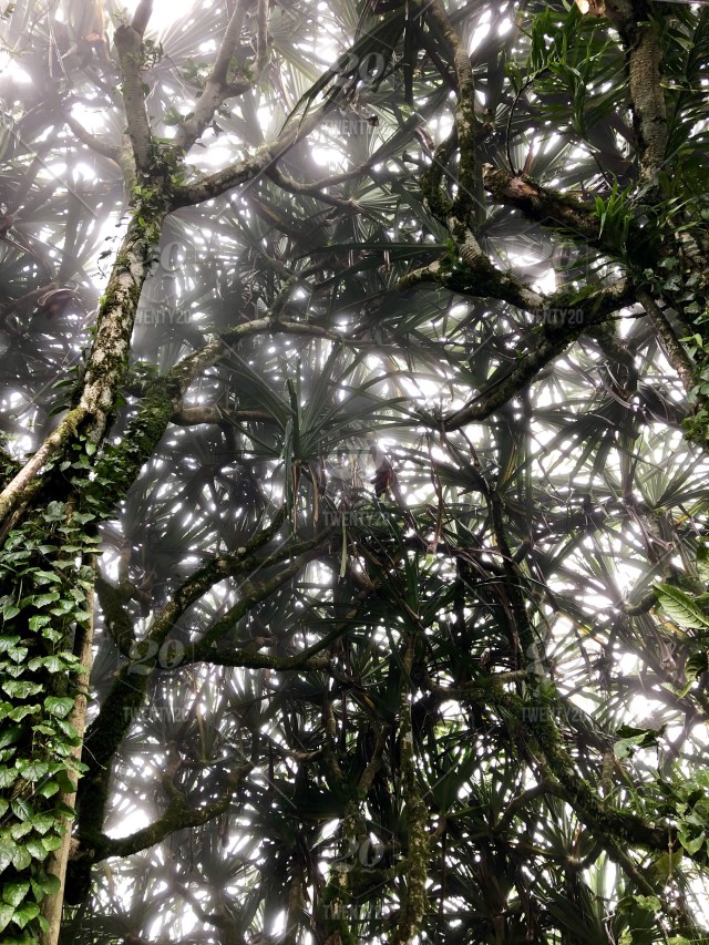 Pond Pine - HD Wallpaper 