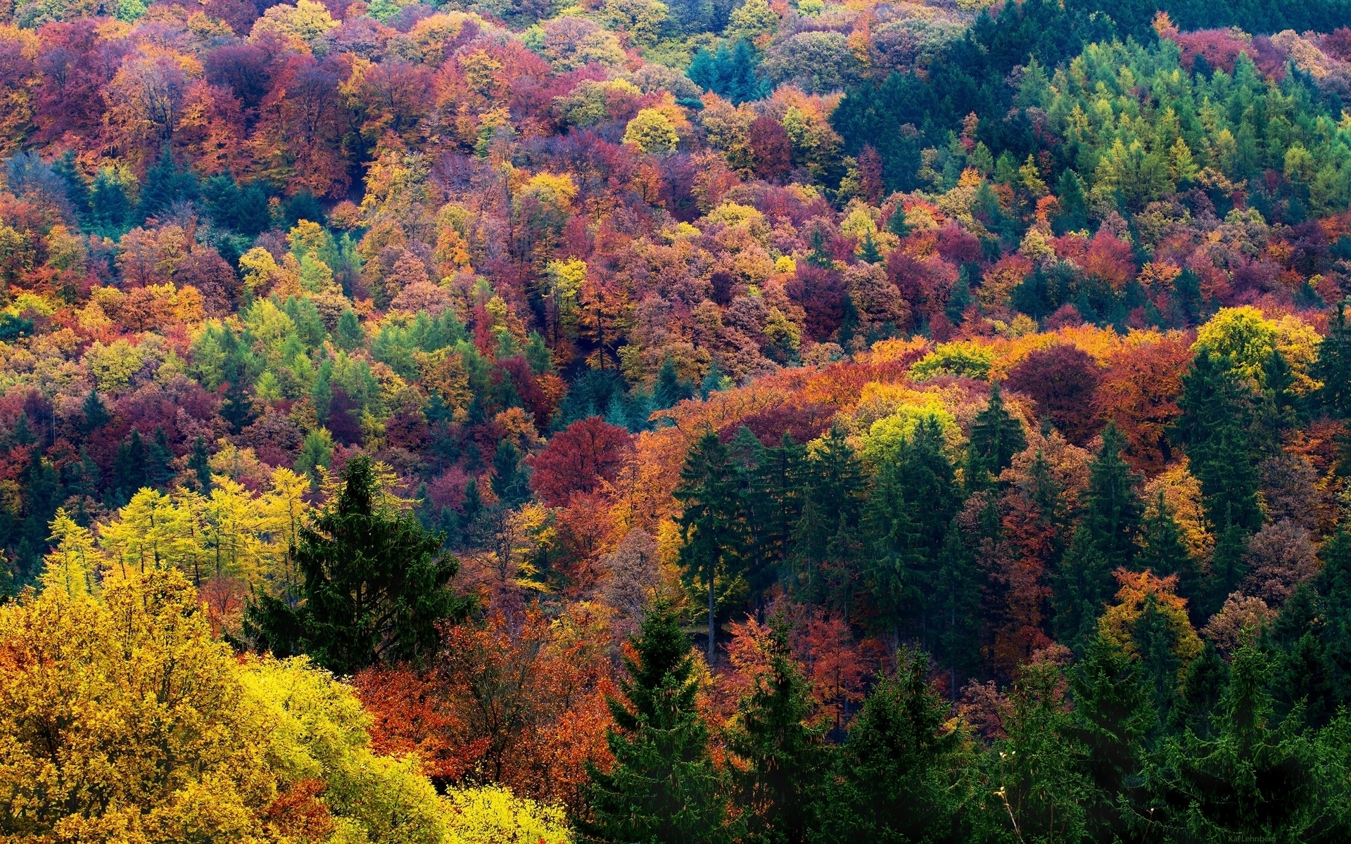 Autumn Forest Trees Seen From Top Wallpaper - Eifel Mountains In Autumn - HD Wallpaper 
