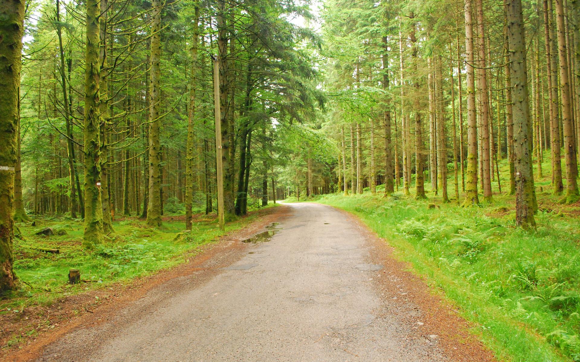 Hd Forest Trees Nature Roads High Resolution Pictures - High Resolution Forest Background Hd - HD Wallpaper 