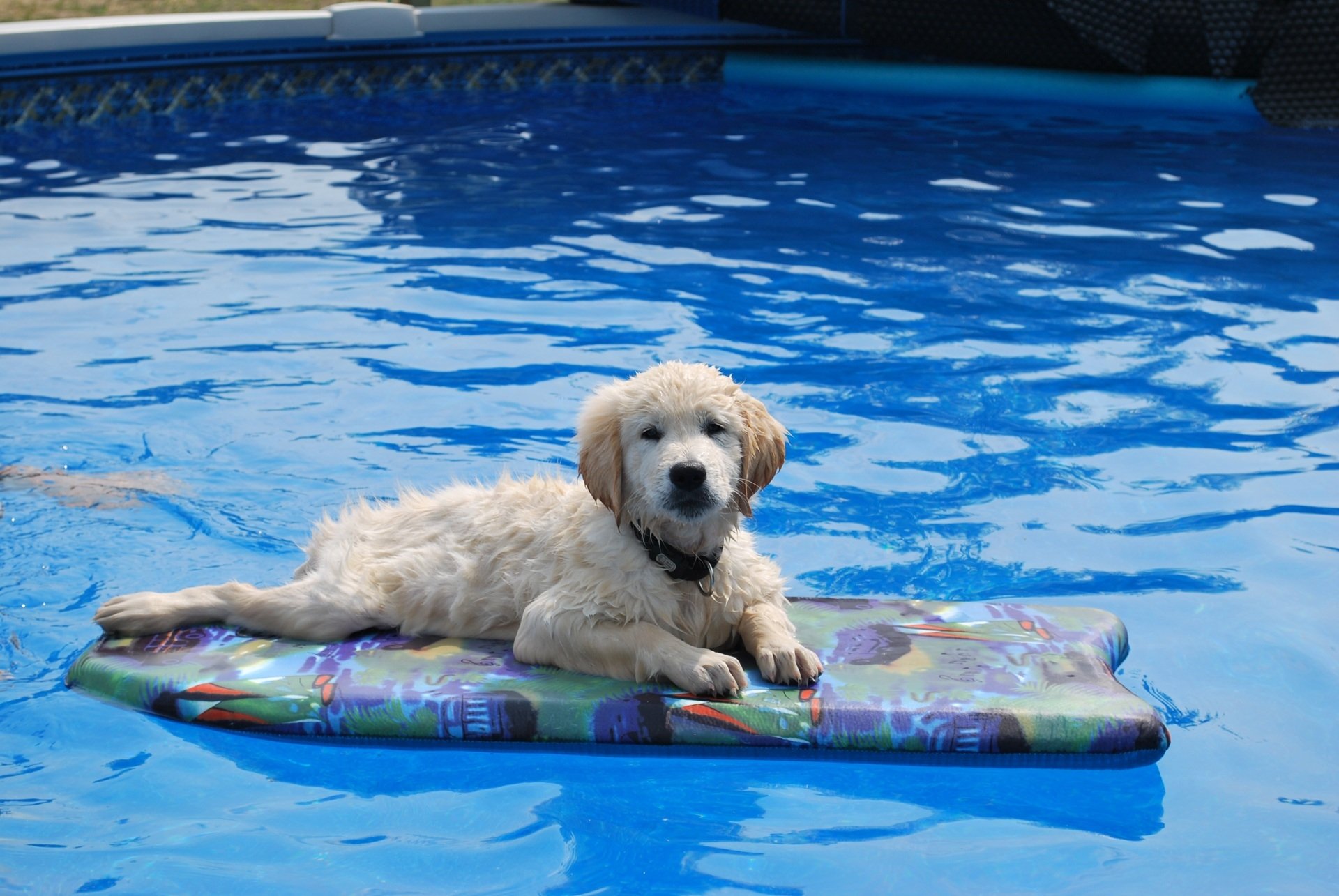 Cute Golden Retriever Swimming - HD Wallpaper 