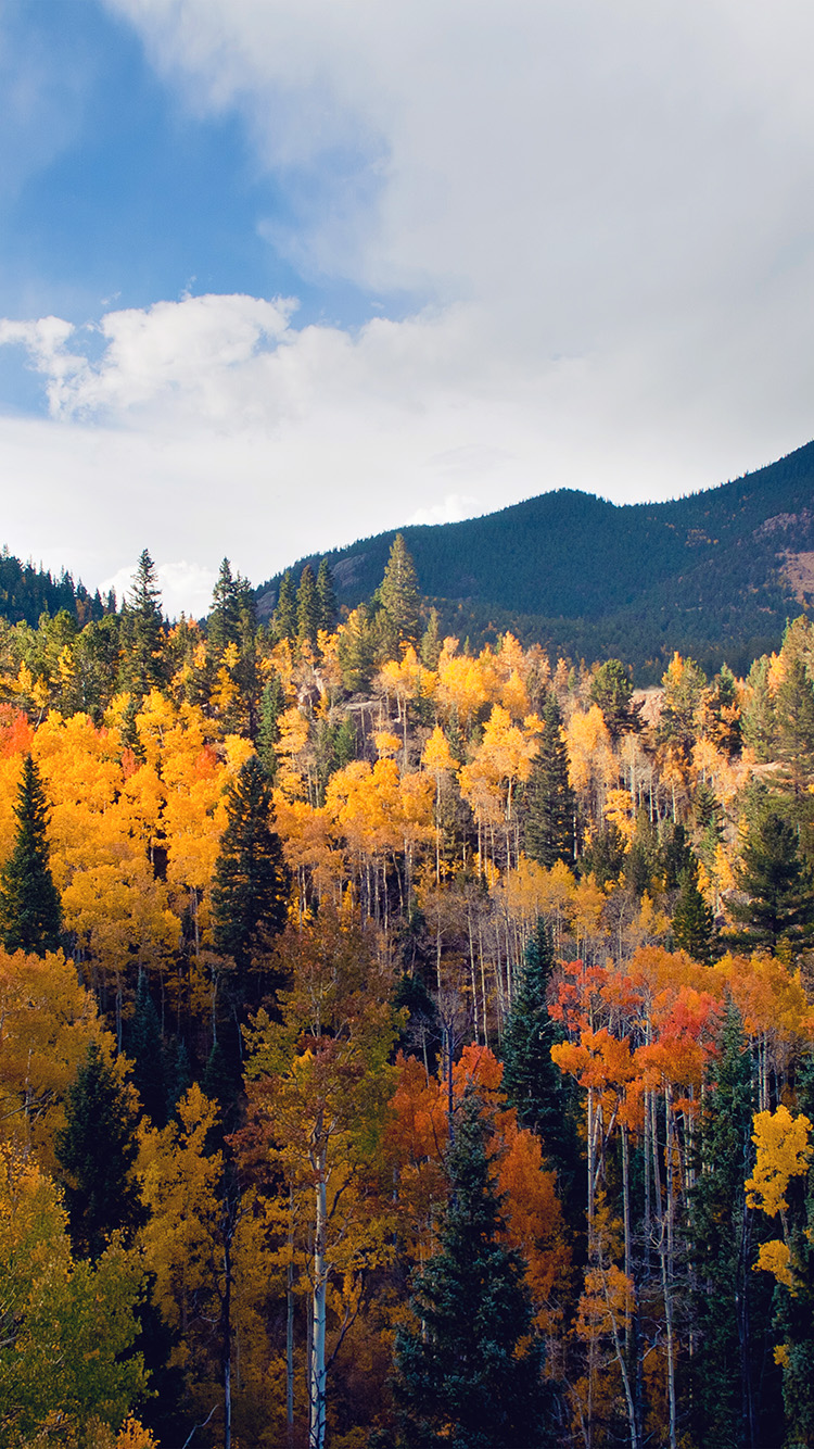 Autumn Forest Wallpaper Iphone - HD Wallpaper 