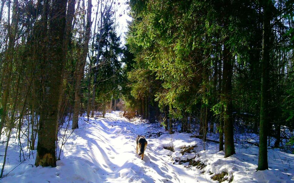 Dog In Snowy Forest Wallpaper,trees Hd Wallpaper,dogs - Wallpaper - HD Wallpaper 