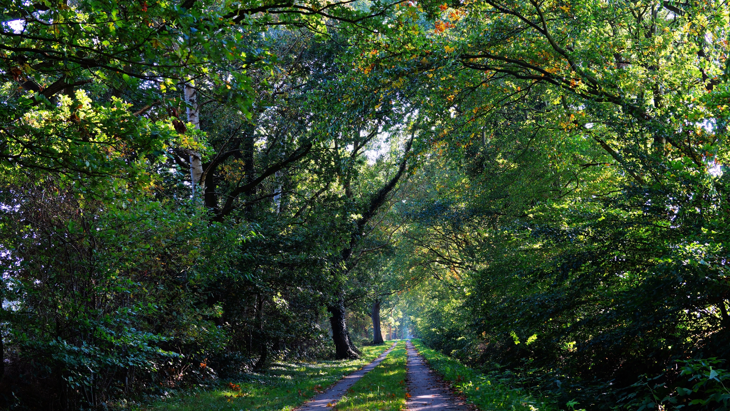 4k Forest - HD Wallpaper 