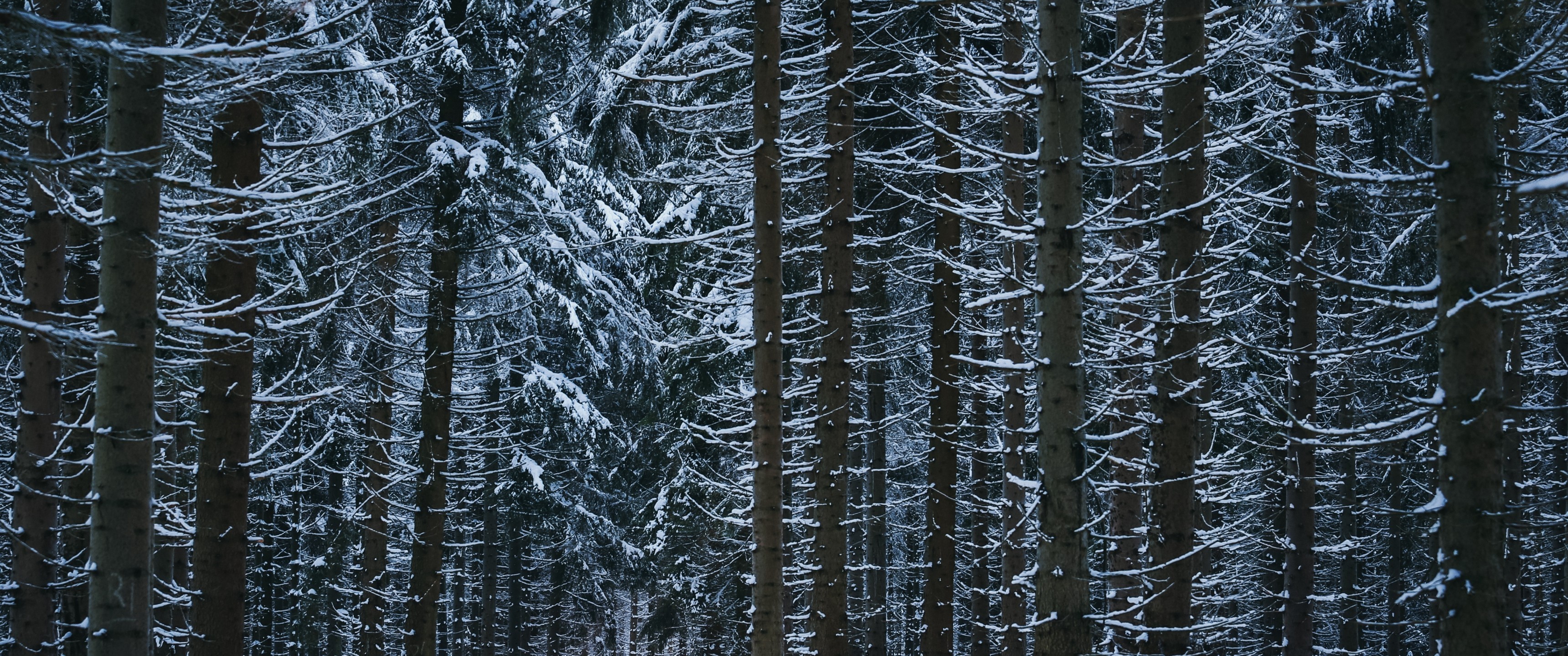 Winter, Snow, Trees, Forest - Winter Wallpaper 1440p - HD Wallpaper 
