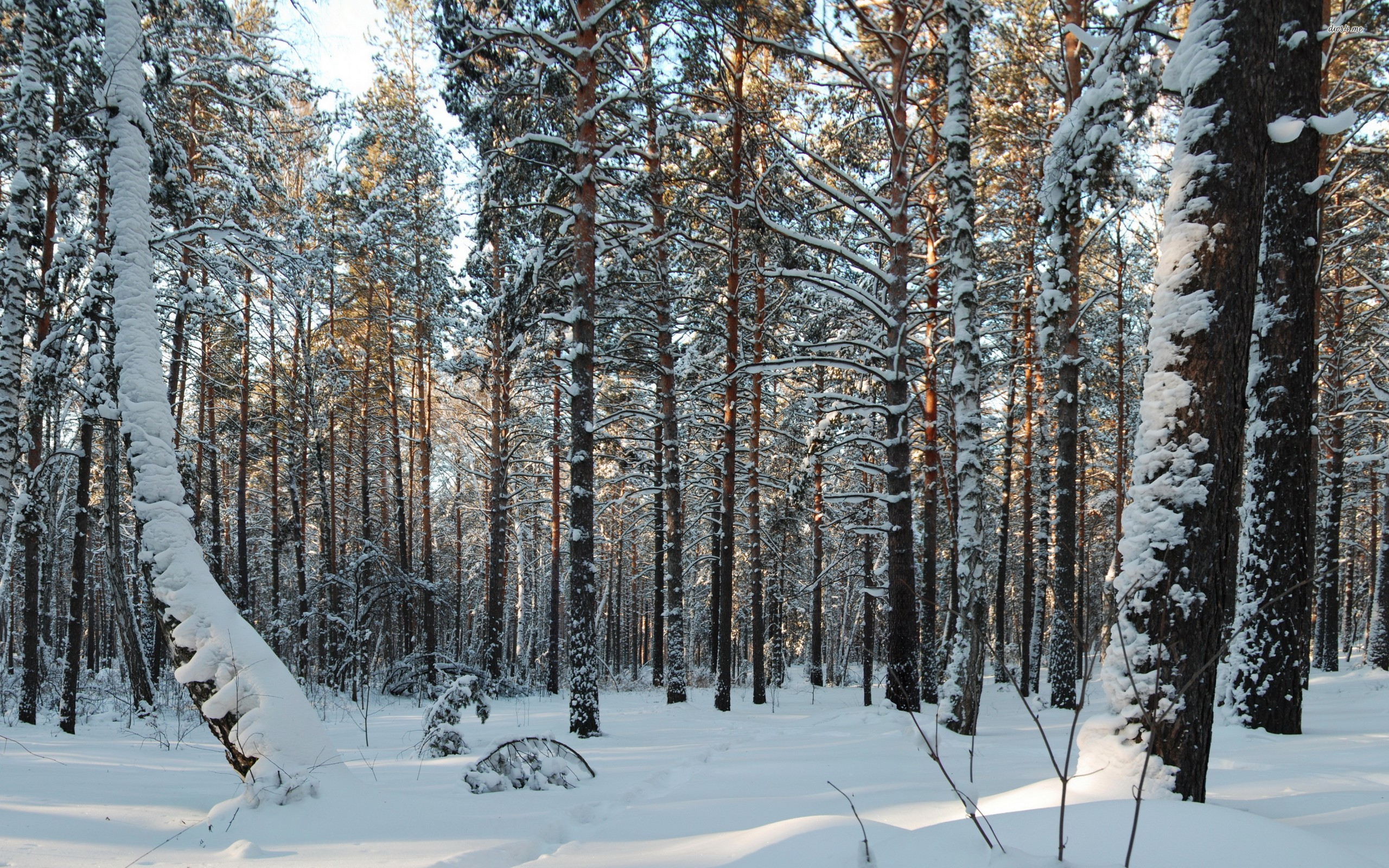 Snowy Forest Wallpaper - HD Wallpaper 