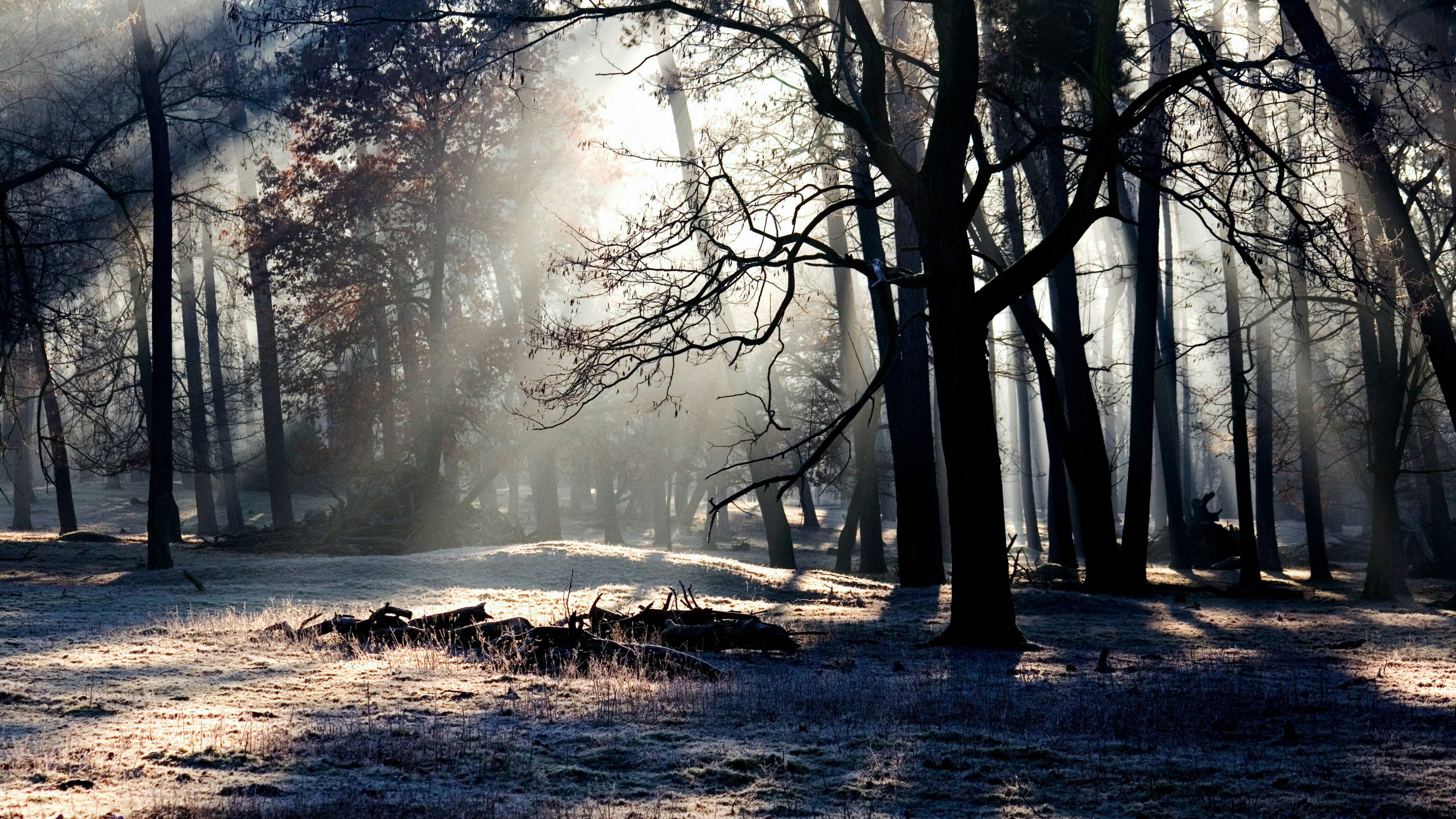 Forest Trees Shadow Light 4k - HD Wallpaper 