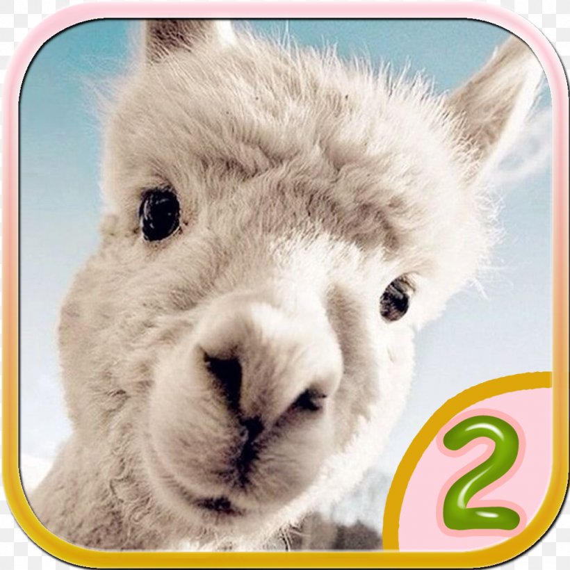 Desktop Wallpaper Alpaca Iphone Dog Cuteness, Png, - Alpaca - HD Wallpaper 